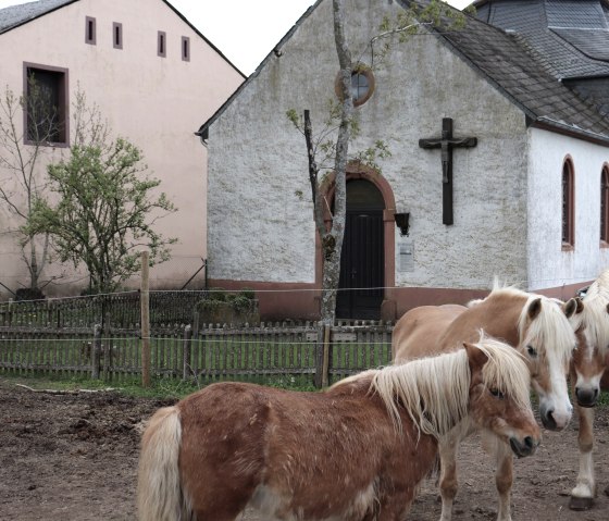 Horses at the chapel, &copy; Tourist-Information Islek