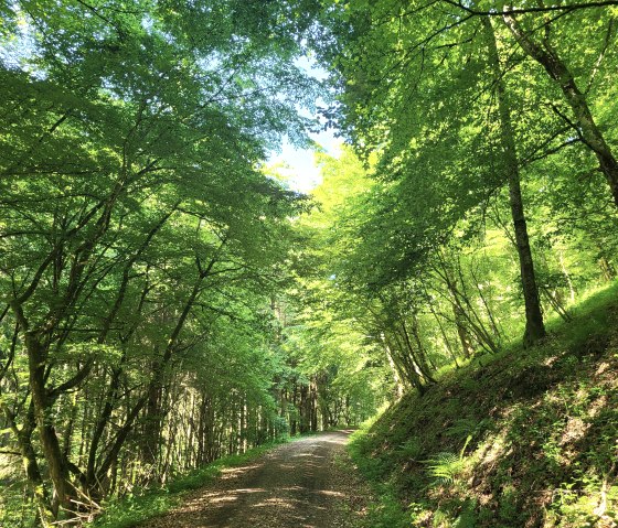 Waldweg bei Jucken, &copy; Tourist-Information Islek