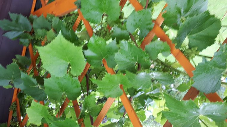 Grüne Weinblätter wachsen an einem Gestell. Die Blätter sind gesund und üppig.