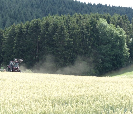 Hay harvest near Plütscheid, © Tourist-Info Islek