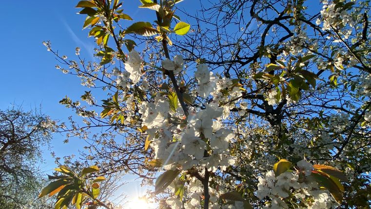 Een bloeiende boom met witte bloemen voor een heldere blauwe lucht. De zon schijnt door de takken en creëert een heldere, vrolijke sfeer.