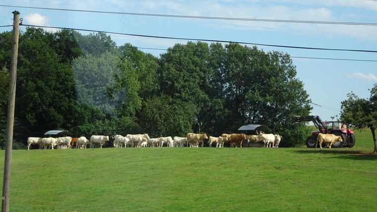 Een groep koeien staat op een groene weide. Op de achtergrond is een tractor te zien, omringd door bomen.