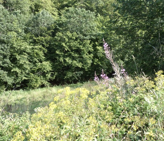 Plants by the wayside, © Tourist-Information Islek