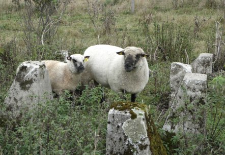 Schafe an der H&ouml;ckerlinie, &copy; DLR Eifel