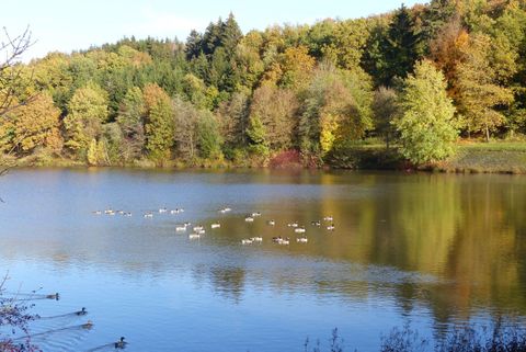 Ein ruhiger See umgeben von buntem Herbstwald. Enten schwimmen friedlich auf dem Wasser.