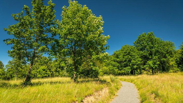 Een mooie weg die door een groene weide leidt, omringd door bomen. De lucht is helder en blauw.
