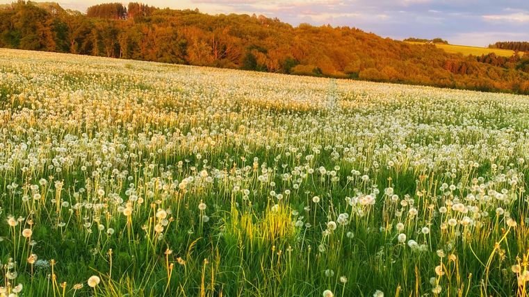 Een uitgestrekt veld vol paardenbloemen in het licht van de avondschemering. Op de achtergrond zijn zachte heuvels en groene bomen te zien.