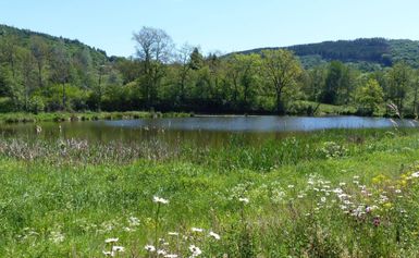 Ein ruhiger Teich umgeben von üppigem Grün und Bäumen. Die Sonne scheint auf die Wasseroberfläche und es blühen bunte Blumen im Vordergrund.