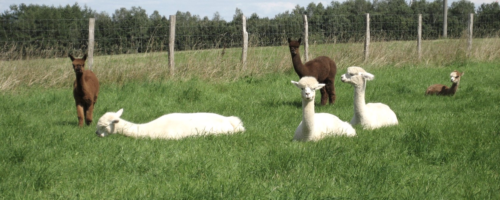 Alpakas auf der Weide, © Jeanette Lux