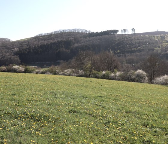 Wandelroute 87 bij Waxweiler, © Tourist-Info Islek