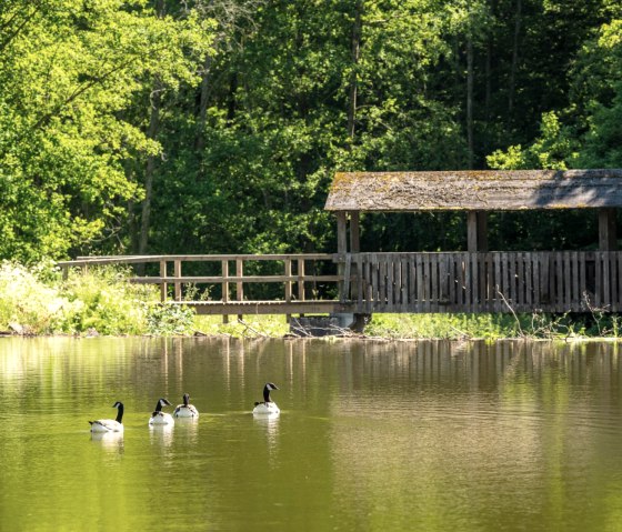 Reservoir on the Eifelgold route, © Eifel Tourismus GmbH, D. Ketz