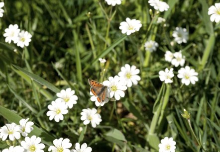 Schmetterling auf Wiese, &copy; Rheinland-Pfalz Tourismus GmbH, D. Ketz