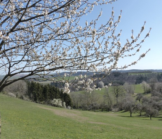 Blick ins Prümtal bei Oberpierscheid, © Tourist-Information Islek