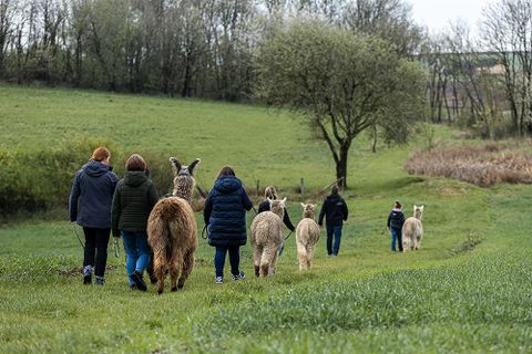 Eine Person steht inmitten von vier Alpakas auf einer Wiese. Die Atmosphäre ist freundlich und die Umgebung ist grün und ländlich.