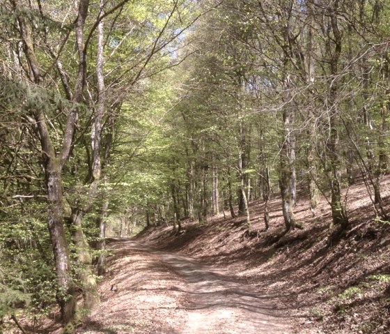 Forest trail Hiking trail 15, © Tourist-Info Islek