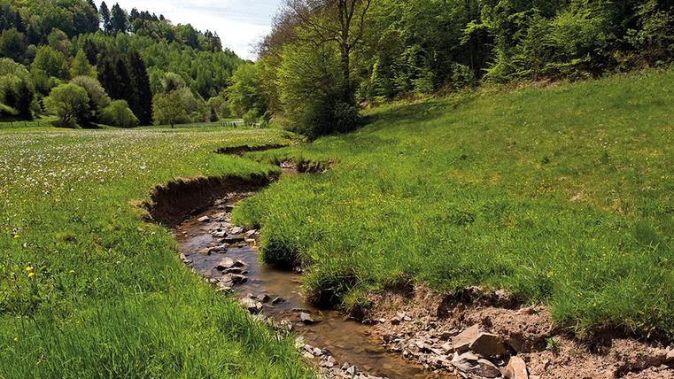 Ein kleiner Bach fließt durch eine grüne Wiese mit Bäumen im Hintergrund. Die Landschaft ist friedlich und natürlich.