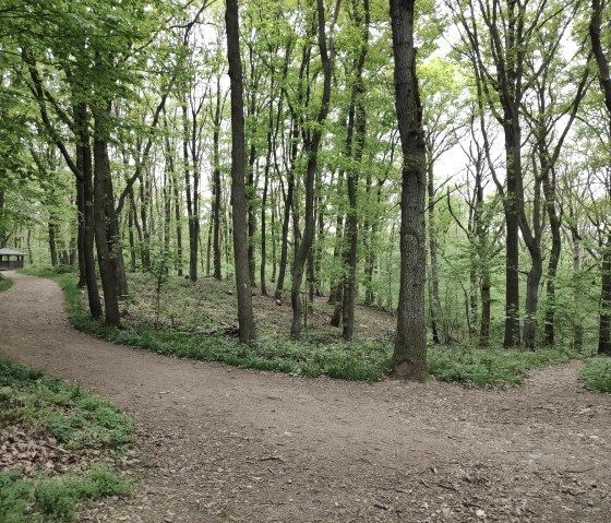 Trekkershut in het Burgauer bos, © Sophia Eckerle | Kreis Düren