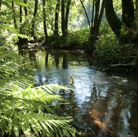 The River Irsen on the Irsen Trail, © Naturpark Südeifel, Joelle Mathias