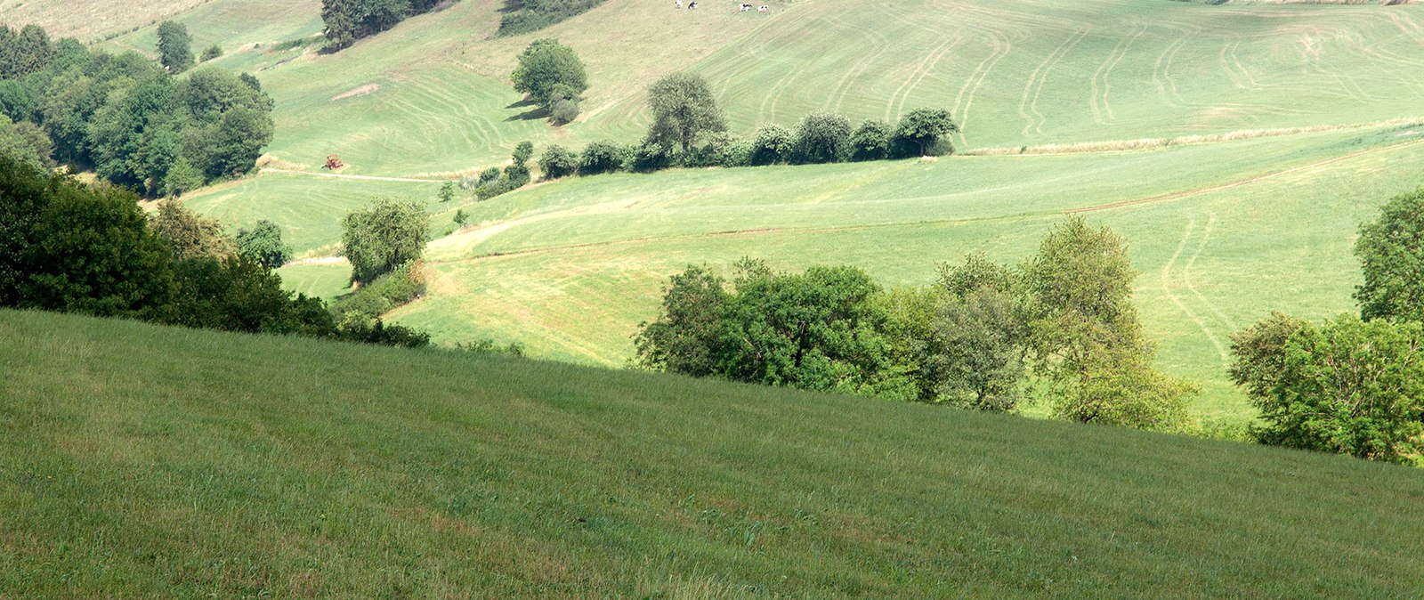 Eifelhoogten bij Plütscheid, © Volker Teuschler