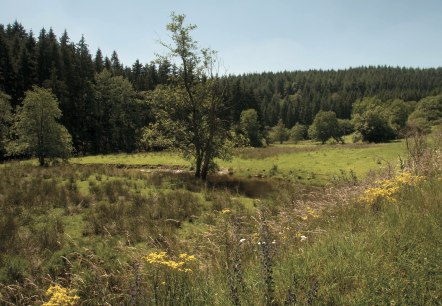Naturpark Südeifel - Irsenpfad, © Joelle Mathias