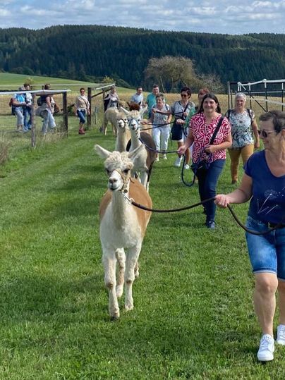 Eine Gruppe von Menschen spaziert mit Alpakas auf einem grünen Feld. Im Hintergrund sind Wälder und eine weite Landschaft zu sehen.
