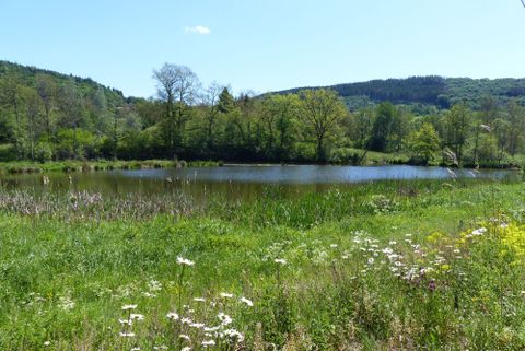 A tranquil pond surrounded by lush greenery and colorful wildflowers. In the background, gentle hills rise beneath a clear blue sky.
