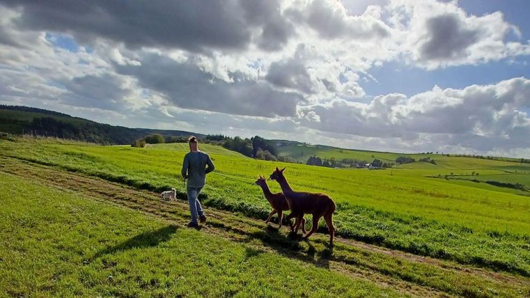 Ein Mann läuft mit zwei Lamas auf einem grünen Feld. Der Himmel ist bewölkt, und die Sonne scheint durch die Wolken.