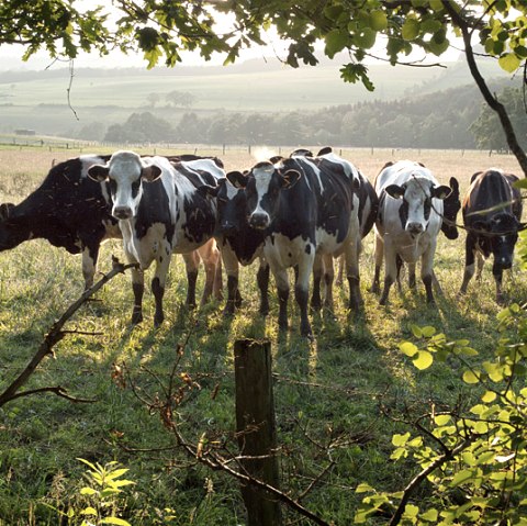 Kälbchen bei Eilscheid, © V. Teuschler