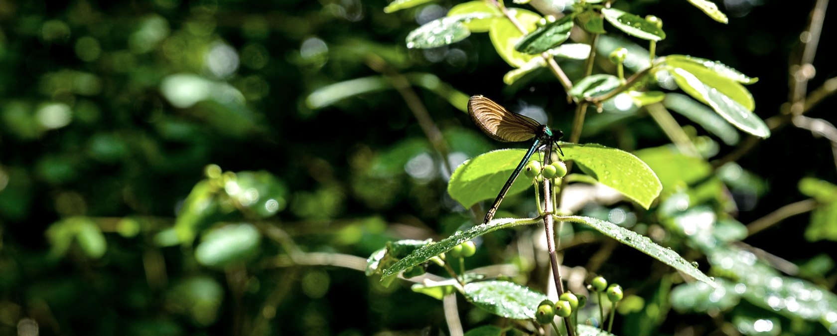 A dragonfly sits on a green leaf, surrounded by lush, sunlit foliage in the forest., &copy; TI Bitburger Land