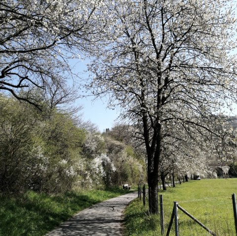 Ein Radweg führt durch eine grüne Landschaft mit blühenden Bäumen und einem klaren blauen Himmel., © TI Hocheifel-Nürburgring©D.Schmitz