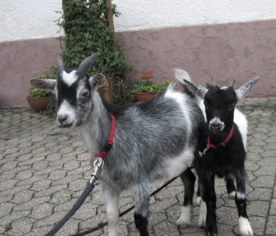 Schmiedshof Ziegen, &copy; Maria Hermes