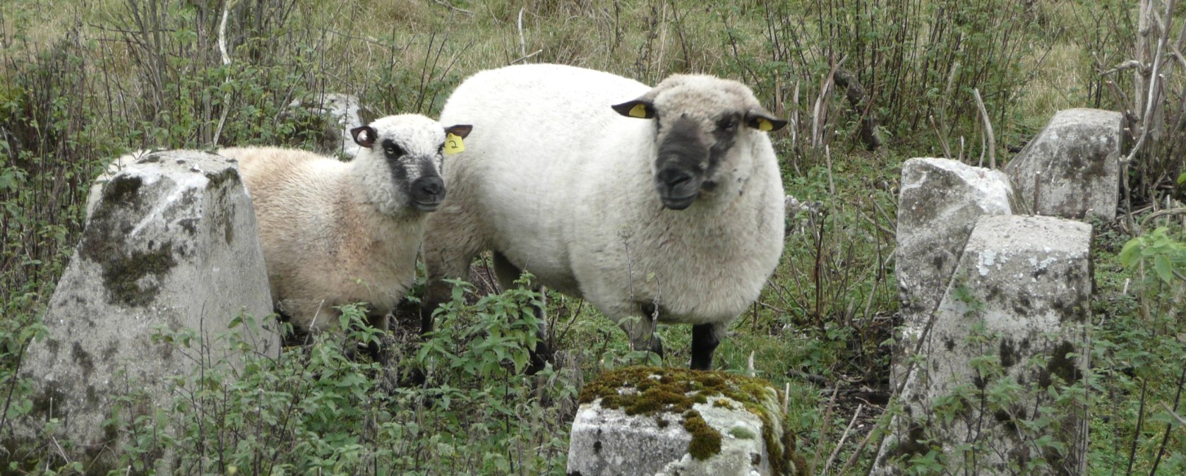 Schafe an der Höckerlinie, © DLR Eifel