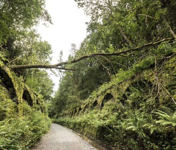 Een overwoekerde tunnel van de Vennbahn, omgeven door weelderig groen. Een omgevallen boom ligt dwars over de tunnel., © vennbahn.eu