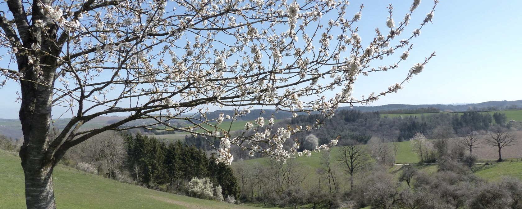 Obstbaum im Frühling am Wanderweg, © Tourist-Information Islek