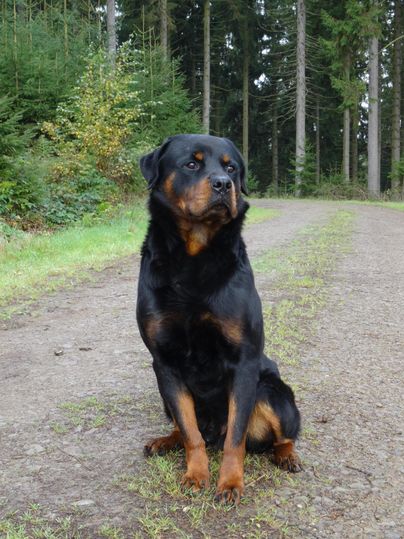 Een Rottweiler zit op een smal pad in een bos. Om hem heen staan groene bomen en straalt licht.