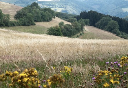 Naturnahes Erlebnis bei Pl&uuml;tscheid, &copy; Volker Teuschler