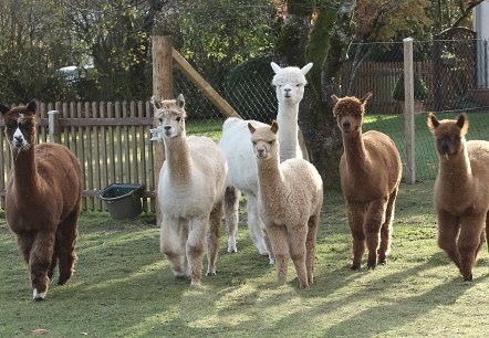 Hocheifel-Alpakas in der Gruppe, &copy; Hocheifel Alpakas Balter