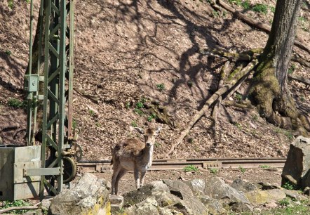 Zoo03, © Eifel-Zoo, Wallpott