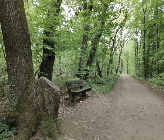 Wandelpad in het Burgau bos, © Sophia Eckerle | Kreis Düren