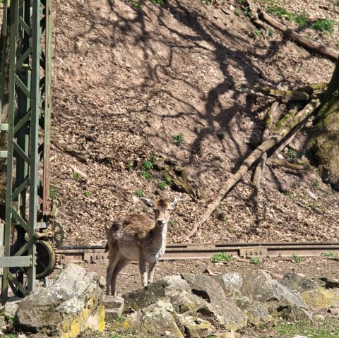 Zoo03, &copy; Eifel-Zoo, Wallpott
