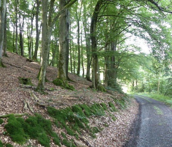 Forest path, © Tourist-Information Islek