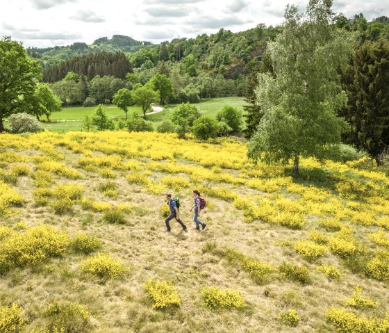 Two hikers walk through a landscape of blooming yellow broom, surrounded by green meadows and trees., © Eifel Tourismus GmbH, Dominik Ketz