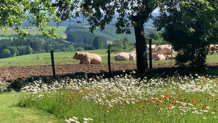 Een pittoresk landschap met een weiland vol bloemen en koeien op de achtergrond. De lucht is helder en de omgeving is groen en uitnodigend.