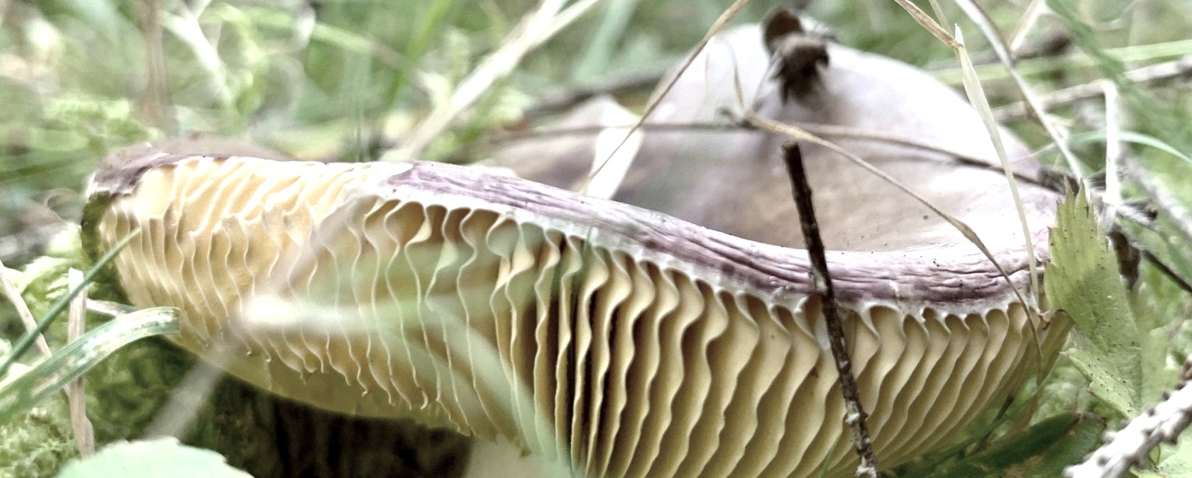 Pilz, © Ansgar Dondelinger