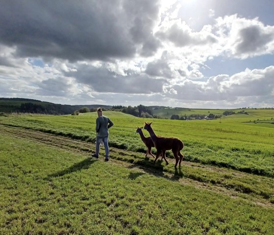 Alpaca wandeling, © Dirk Laures