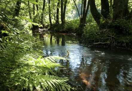 The River Irsen on the Irsen Trail, © Naturpark Südeifel, Joelle Mathias