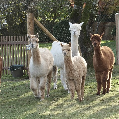 Hocheifel-Alpakas in der Gruppe, &copy; Hocheifel Alpakas Balter