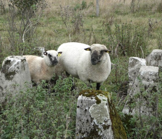 Schafe an der Höckerlinie, © DLR Eifel