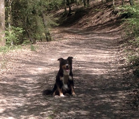 Dog on the hiking trail 15, © Tourist-Info Islek