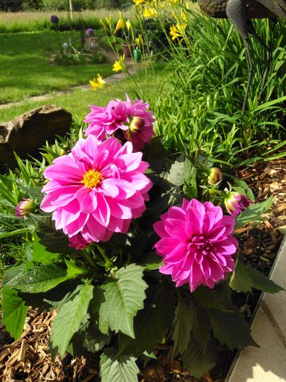 Une plante en fleurs avec de grandes dahlias roses. En arrière-plan, on peut voir des prairies vertes et des fleurs jaunes.